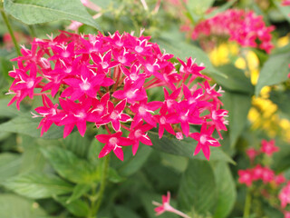 This image features a vibrant cluster of pink Pentas lanceolata, also known as Egyptian starcluster or starflower.