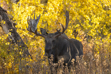 Bull Moose During the Fall Rut in Wyoming