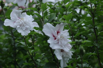 夏の茶室を彩る