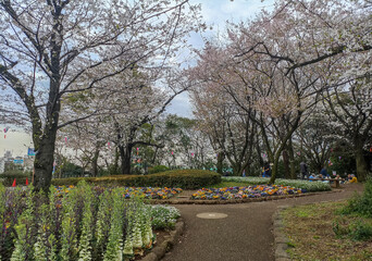 Cherry blossoms, Japanese sakura, in full bloom in April, Atsukayama Park in Tokyo, Japan