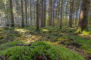 Panoramic picture of a natural dense German forest in summer with lots of green ground vegetation