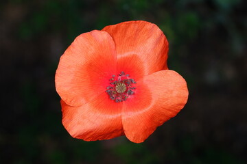 Fototapeta premium Amapola (Papaver rhoeas) sobre fondo oscuro.