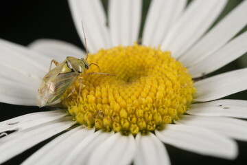 Fototapeta premium Chinche de campo sobre una margarita