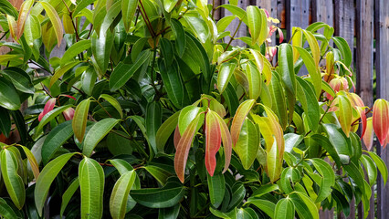Overview of a young cinnamon tree