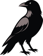 a crow illustration on white