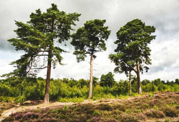 Three trees on Ipping Common