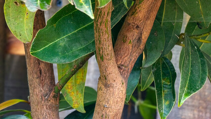 Young cinnamon tree stem.