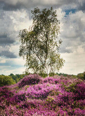 Tree and pink heather