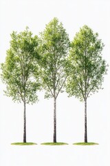 Obraz premium Three trees are standing in a row, with one of them being the tallest. The trees are green and appear to be healthy. The image has a peaceful and serene mood