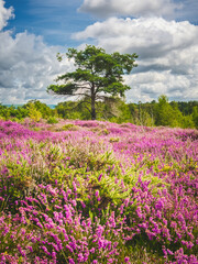 Heather in bloom, Ipping Common