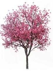 Obraz premium A tree with pink flowers is the main focus of the image. The tree is tall and has a strong, sturdy trunk. The pink flowers are scattered throughout the tree, with some blooms being larger