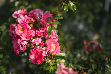 pink flowers in the garden