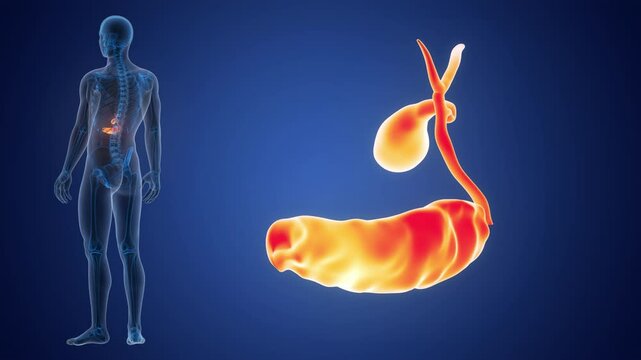 Human Internal Organs Pancreas with Gallbladder Anatomy Animation Concept