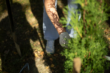 Planting trees in the park. Gardener taking care of a bush. Planting of seedlings.
