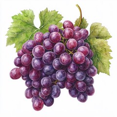 Fototapeta premium Vibrant Watercolor Painting of Grapes on White Background.