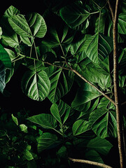 green leaves background