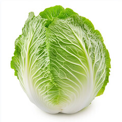 Fresh Chinese Cabbage on White Background with Clipping Path - Full Depth of Field