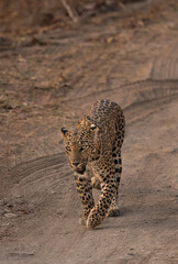 Fototapeta premium A leopard walking towards the safari vehicle at Panna Tiger reserve, Madhya Pradesh, India