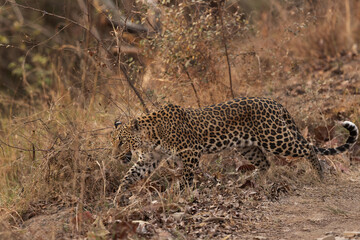 A leopard walking in the jungle of Panna Tiger reserve, Madhya Pradesh, India