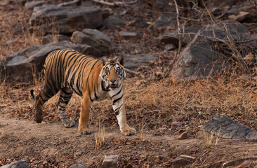 A tiger cub at Panna Tiger Reserve, Madhya pradesh, India