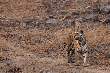 A tigress with collar at Panna Tiger Reserve, Madhya pradesh, India