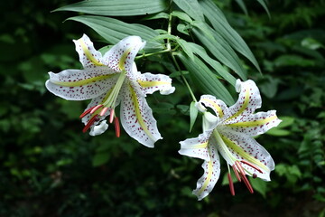 華麗なユリの王者