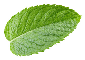 Mint leaves isolated on white. Spearmint leaves clipping path. Mint macro studio photo