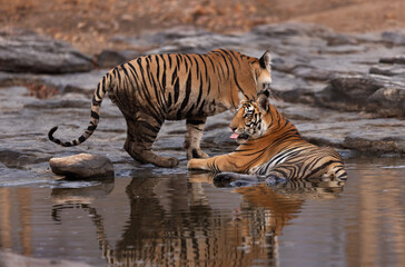 Tiger cubs cooling in water with dramatic reflection on water at Panna Tiger Reserve, Madhya pradesh, India