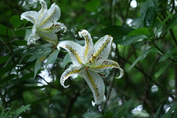 華麗なユリの王者