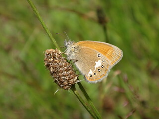 Chestnut heath butterfly (Coenonympha glycerion), female perching on a dry plantain inflorescence