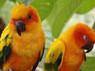  The parrot has a predominantly green body with yellow wings and a bright orange head. Its beak is dark grey, and its eyes are black. The parrot is looking to the side with a curious expression.
