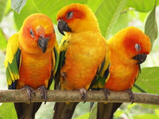  The parrot has a predominantly green body with yellow wings and a bright orange head. Its beak is dark grey, and its eyes are black. The parrot is looking to the side with a curious expression.
