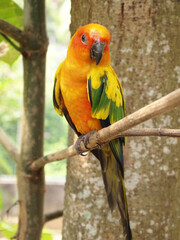  The parrot has a predominantly green body with yellow wings and a bright orange head. Its beak is dark grey, and its eyes are black. The parrot is looking to the side with a curious expression.