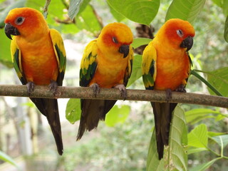  The parrot has a predominantly green body with yellow wings and a bright orange head. Its beak is dark grey, and its eyes are black. The parrot is looking to the side with a curious expression.