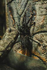 Close up of Black tarantula, concept of spider, hairy leg, poisonous and venomous wildlife, Pet, creepy and danger, furry, horror and venom, halloween, tarantula spider.