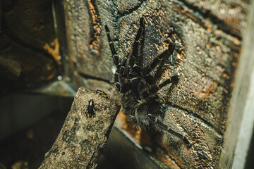 Close up of Black tarantula, concept of spider, hairy leg, poisonous and venomous wildlife, Pet, creepy and danger, furry, horror and venom, halloween, tarantula spider.