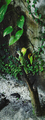 A photo of Chinese water dragon or green lizard, in Malaysia, concept of lizard and reptile, fauna...