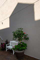 Ocean City, Maryland, USA A hibiscus plant in the shade and a white bench.