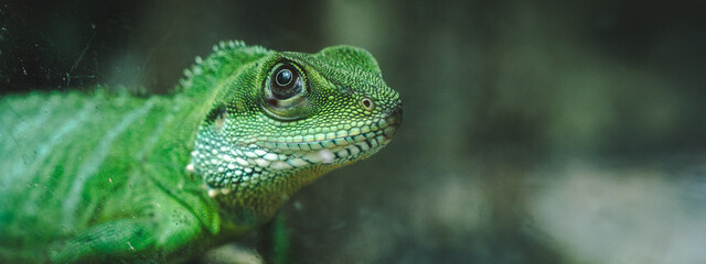 A photo of Chinese water dragon or green lizard, in Malaysia, concept of lizard and reptile, fauna in tropical rainforest, discovery of species, reptilian creature, ecosystem.