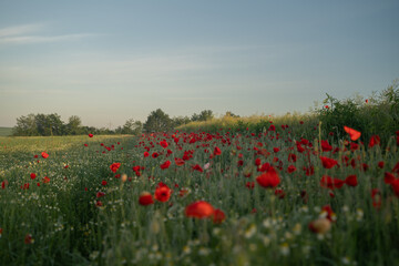 Zur goldenen Morgenstunde im Mohnblumenfeld