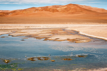 The wetlands of the Quebrada de Quepiaco River in Chile's altiplano near San Pedro de Atacama display a lively ecosystem, with water flowing and wildlife thriving amidst red mountains.