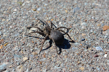a spider is crawling on the ground in the sunny day