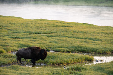 Bison in Yellowstone Hayden Valley