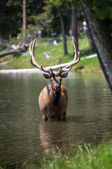Elk in Yellowstone National Park in Lake