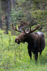 bull moose in park national park
