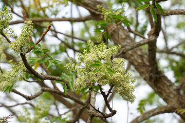 Siamese neem tree has feathery compound leaves. The leaves are smooth, shiny green. The flowers appear in clusters at the ends of the branches while the young leaves are soft white.
