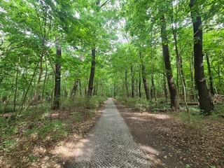 nature path in Berlin Grünau / Treptow - Köpenick