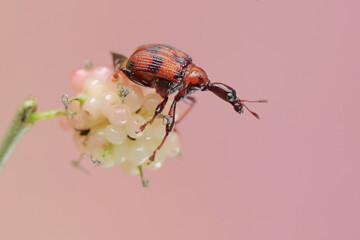 A giraffe weevil is looking for food in mulberry fruit. This insect has the scientific name...