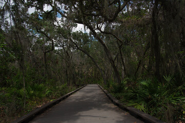 Wide view Leading Lines of a wood nature trail on the left side with no handrails. Green trees on both sides of the trail. Bright sunshine and shade. wood boardwalk nature trail with no people. Room 