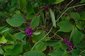 Medium Wide view of American beautyberry (callicarpa americana). Shrub Plant has pointed green leaves and clusters of bright purple berries with sunshine and shade. The seeds and berries are foods for